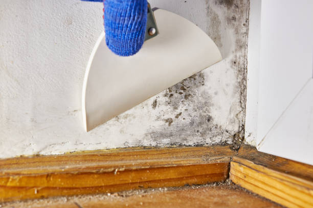 Best Asbestos and Lead Testing During Mold Inspection  in Olympia Heights, FL